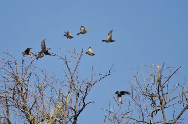 Flock of Starlings Flying Among the Trees — Stock Photo, Image