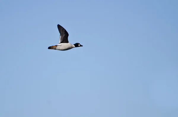 Common Goldeneye Duck Flying in a Blue Sky — Stock Photo, Image