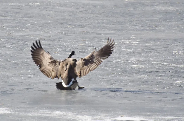 Ganso de Canadá aterrizaje en un lago congelado — Foto de Stock