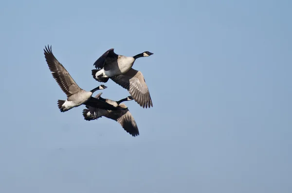 Tre kanadagäss flyger i blå himmel — Stockfoto