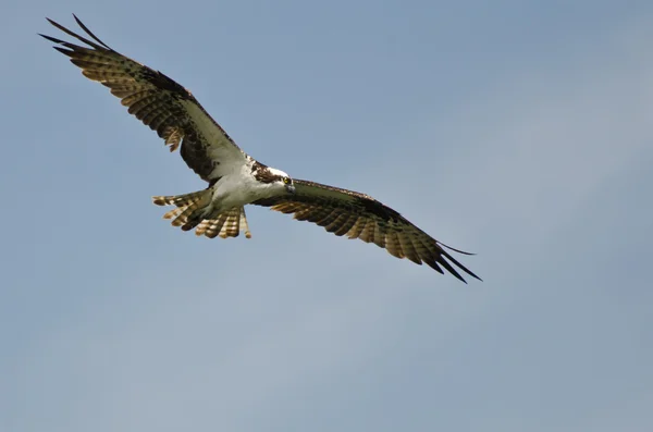 Balbuzard volant dans un ciel bleu clair — Photo