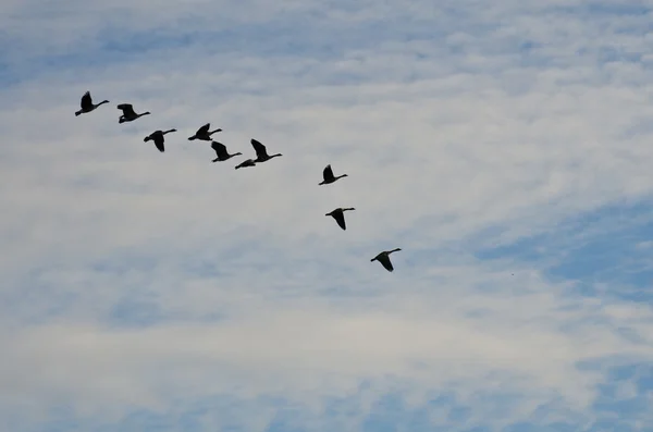 Gregge di oche sagomato contro un cielo nuvoloso — Foto Stock