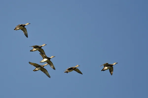 Stormo di Wigeons americani che volano in un cielo blu — Foto Stock