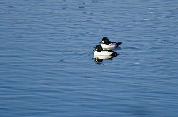 Goldaugenenten schwimmen auf dem Wasser — Stockfoto