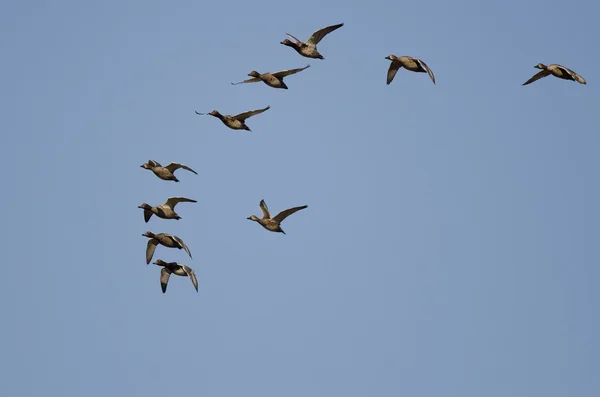 Bandada de pelirrojas volando en un cielo azul — Foto de Stock