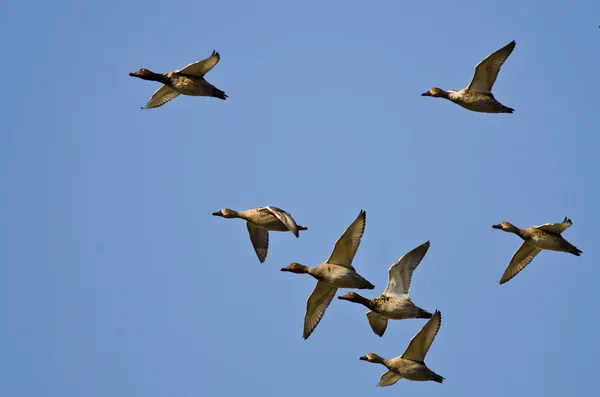 Rotschopfscharen fliegen in einen blauen Himmel — Stockfoto