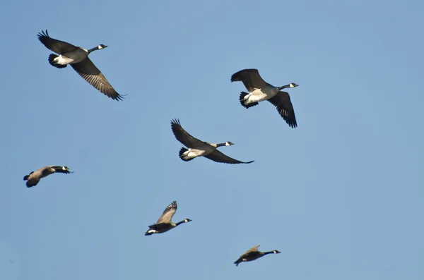 Flock of Canada Gäss som flyger i en blå himmel — Stockfoto