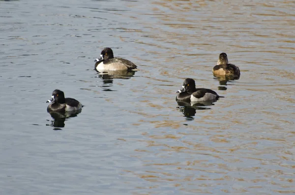 Canards à collier nageant sur l'eau — Photo