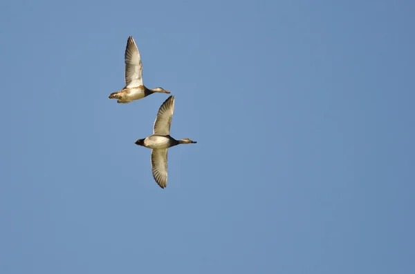 Pair of American Wigeons Flying in a Blue Sky — Stock Photo, Image