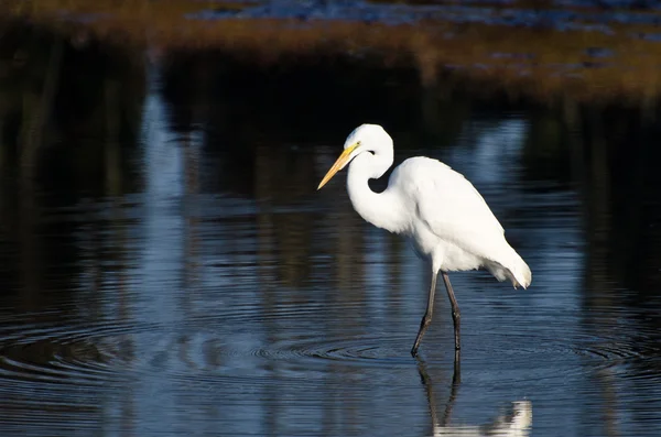 Grande Egret caça para peixes — Fotografia de Stock