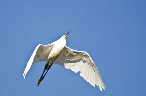 Egret nevado voando em um céu azul — Fotografia de Stock