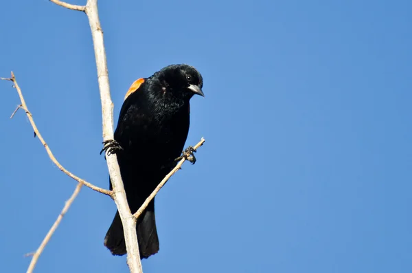 Quiscale à ailes rouges Perché dans l'arbre — Photo