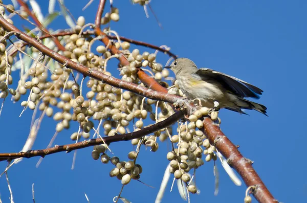 Gul-Rumped Warbler og en fest af bær - Stock-foto