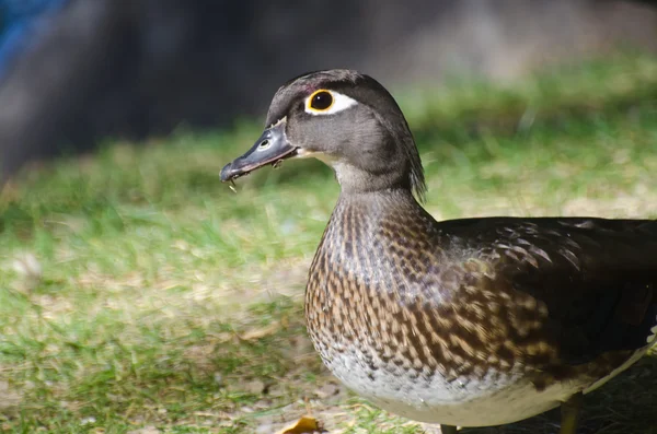 Ženské wood duck — Stock fotografie