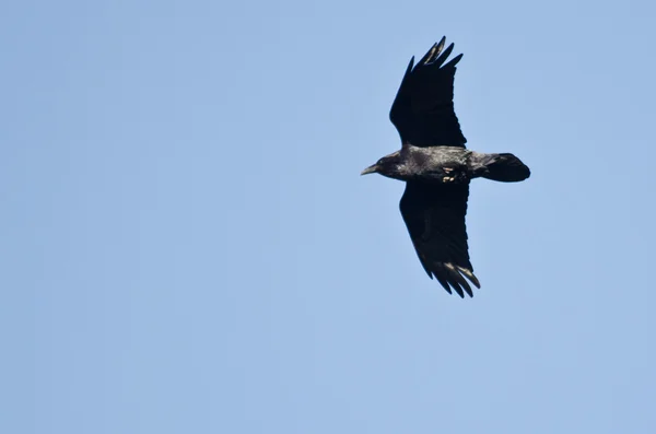 Zwarte raaf vliegen in een blauwe hemel — Stockfoto