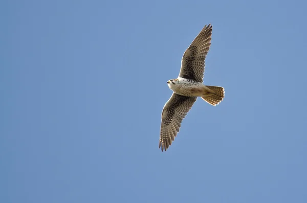 Prairie falcon létání v modré obloze — Stock fotografie