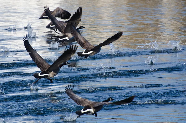 Kanadagans hebt aus dem Wasser ab — Stockfoto