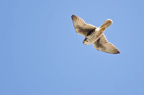 Prairie falcon lov na křídle — Stock fotografie
