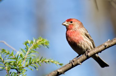 Finch Erkek Evi Bir şubeye tünemiş