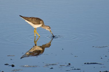 bir balık yakalamak kum kuşu