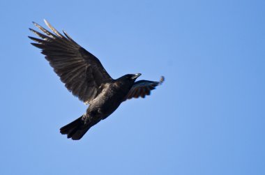 American Crow Flying in Blue Sky clipart