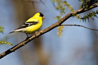Male Goldfinch Perched in a Tree clipart