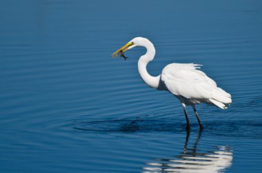 yakalanan balık büyük ak balıkçıl