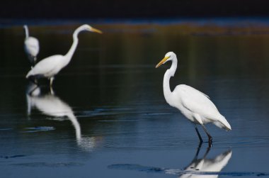 Üç büyük sorguçlar balık için avcılık
