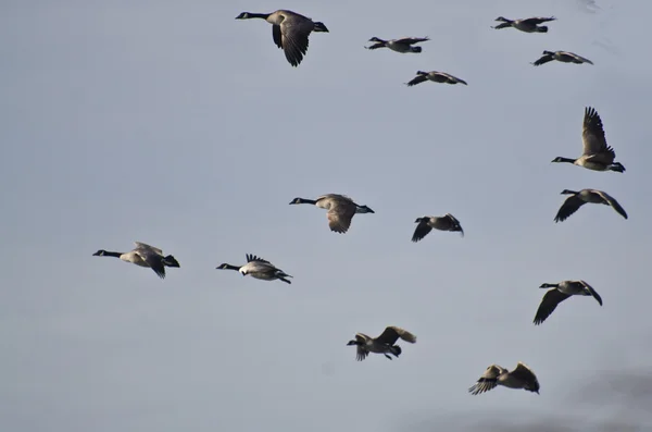 Gregge di oche canadesi che volano in un cielo blu — Foto Stock