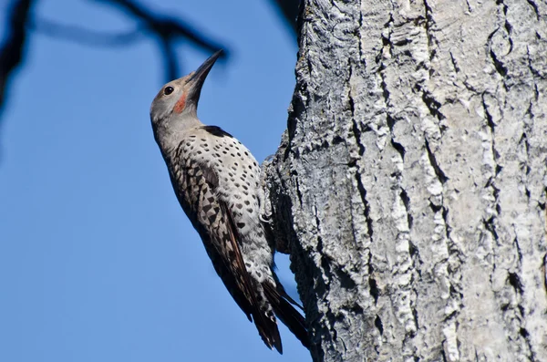 Northern Flicker Clinging To Side of Tree — Stock Photo, Image