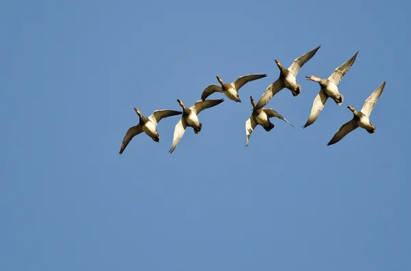 湛蓝的天空中飞行的美国 Wigeons 的羊群 — 图库照片