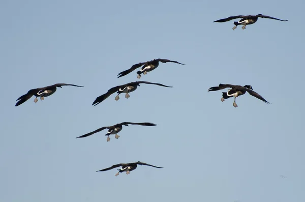 Flock kanadagäss som kommer ner för landning — Stockfoto