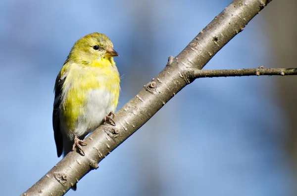 Female Goldfinch Perched in a Tree — Stock Photo, Image