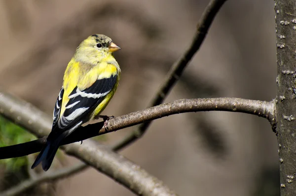 Male Goldfinch Changing to Breeding Plumage — Stock Photo, Image