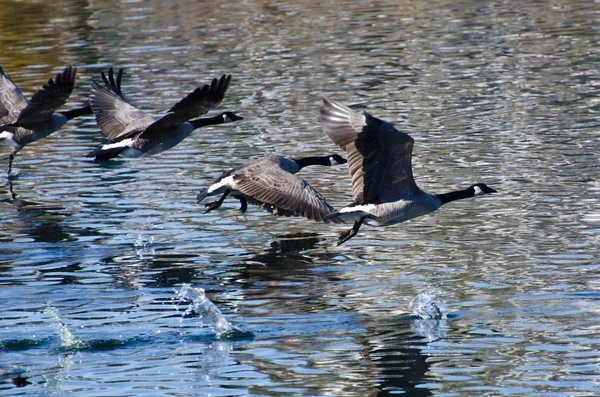 Kanadagänse fliegen über Wasser — Stockfoto