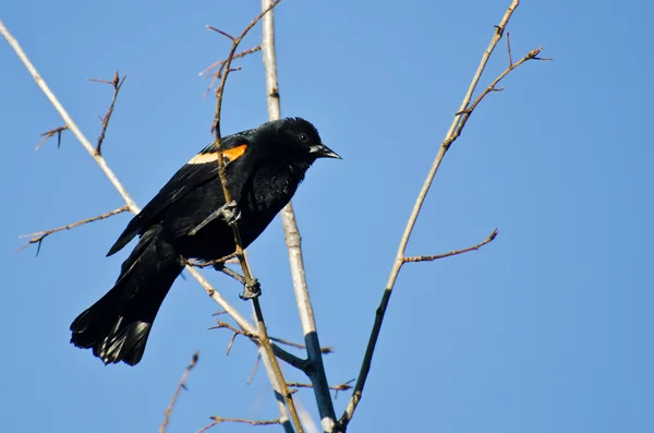 Czerwony - skrzydlaty blackbird wznosi się w drzewo — Zdjęcie stockowe