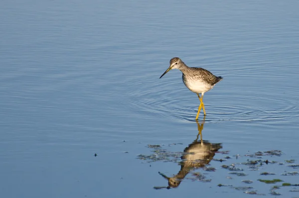 Sandpiper solitario in acque poco profonde — Foto Stock