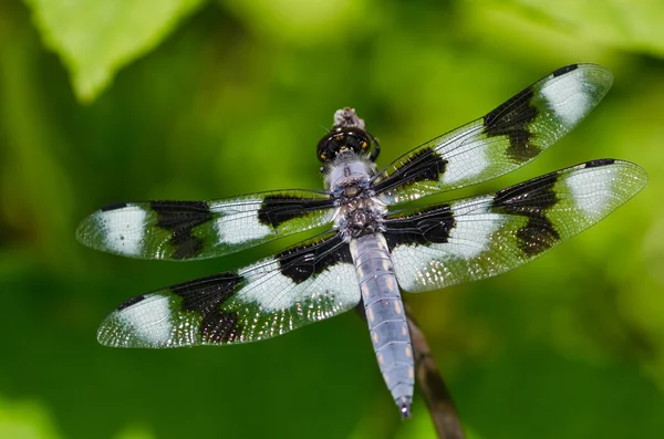 Dragonfly Perched on End of Twig — Stock Photo, Image