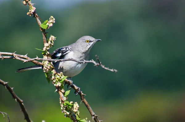 Northern Mockingbird Perched in a Tree — Stock Photo, Image