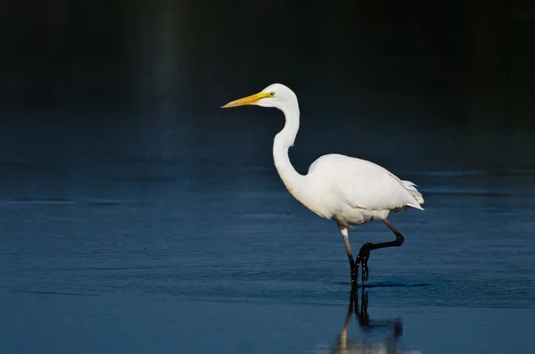 Great Egret Hunting for Fish — Stock Photo, Image