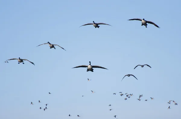 Dalga üstüne dalga mavi gökyüzünde uçan Kanada kazlar — Stok fotoğraf