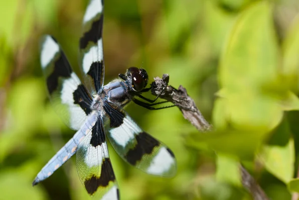 Libélula empoleirada no final do galho — Fotografia de Stock