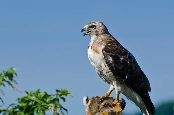 Falco dalla coda rossa con preda catturata — Foto Stock