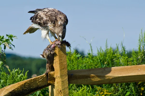 Red-Tailed Hawk Eating Captured Rabbit — Stock Photo, Image