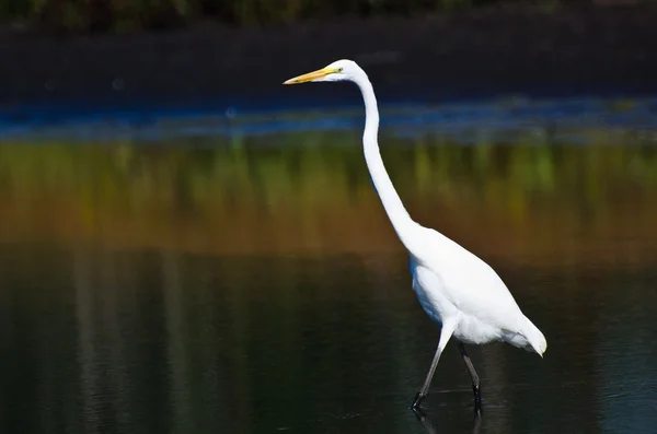 Grande Egret Caça para peixes no outono — Fotografia de Stock