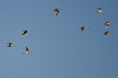 Mavi gökyüzünde uçan kısa gagalı Dowitchers sürüsü