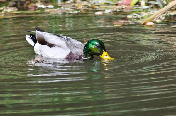 Water Flowing Off Head of Mallard Duck — Stock Photo, Image