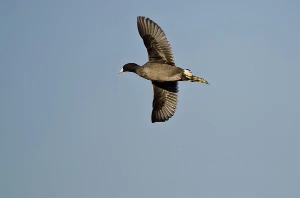 American Coot Flying in a Blue Sky — Stock Photo, Image
