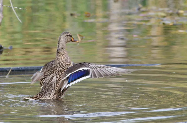 Pato Mallard hembra con alas extendidas —  Fotos de Stock