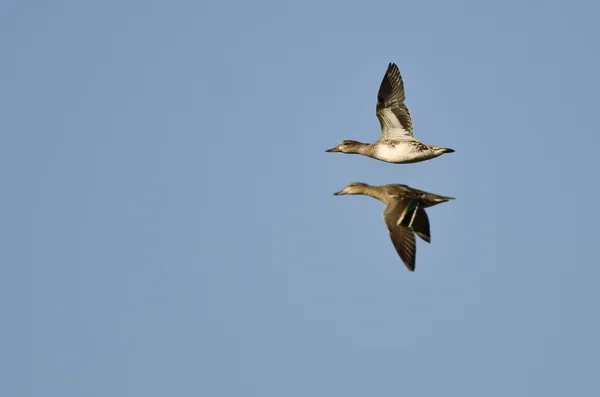 Dvě zelené – okřídlené Teals létání v modré obloze — Stock fotografie